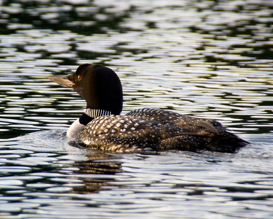 A loon