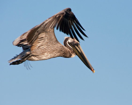 A pelican for Pelican Landing